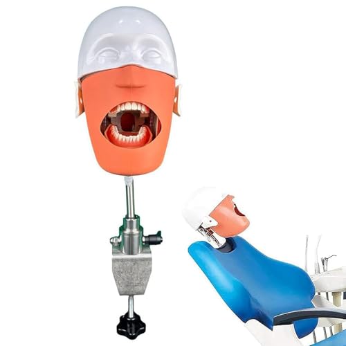 Simulatore di testa di manichino dentale, modello fantasma dentale con regolazione a 360 gradi, sicuro e inodore per la formazione di dentisti e assistenti
