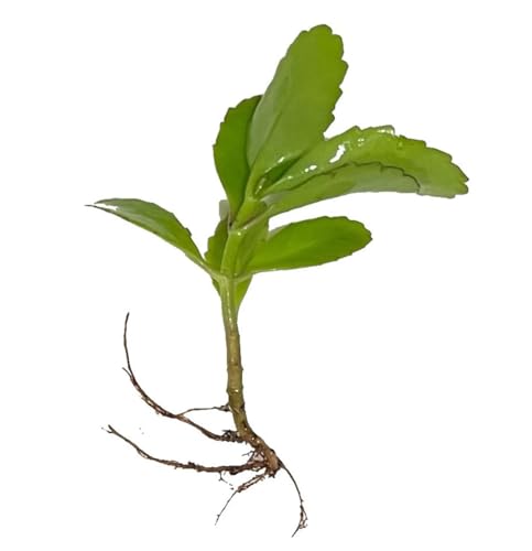 Leaf of Life Plant Live Indoor Houseplant KALANCHOE PINNATA Small Bare Root Plant by Exotic-Succulent-Collection