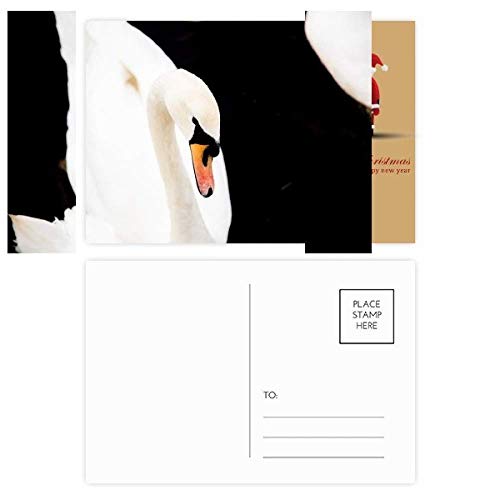 Cartes postales cygne blanc nature sauvage et illustration Père Noël tradition