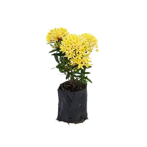 Genérico, Muda de Mini Ixora Amarela 20 a 40cm AMK - Plantas Online