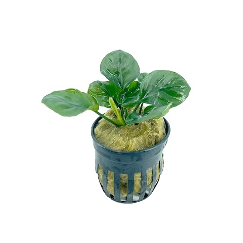 Anubias Barteri Round Leaves Live Aquarium Plants