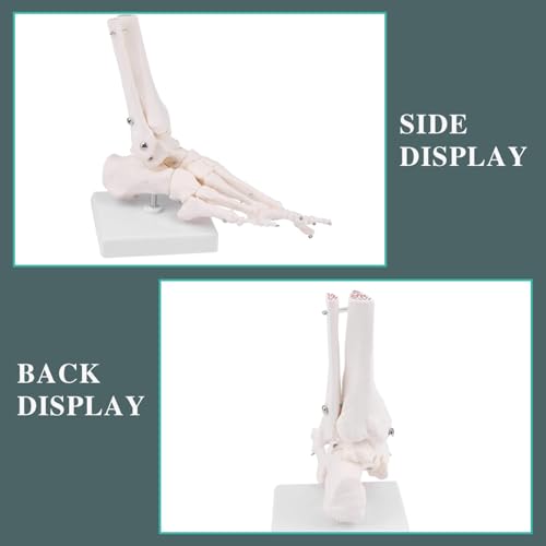 Image of RONTEN Human Foot Skeletal Model, Life-Size Model Showing The Fibula, Tibia, Tarsus, Metatarsal and Phalanges of The Human Left Foot, Simulating Natural Motion
