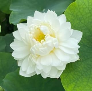 Image of Very Beautiful All Season White Water Lotus(Pack Of-1) /Water Kamal /Water Lily Plant (TUBER) Original Hybrid Veriety Blloming With In 30 Days For Outdoor & Indoor Live Plant.