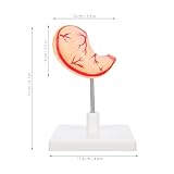 Zoom IMG-1 cabilock modello anatomico dello stomaco Zoom IMG-1 cabilock modello anatomico dello stomaco