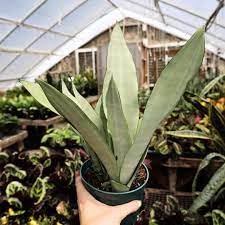 Image of Moonshine Snake Plant - Live Dracaena Moonshine | Air Purifier, Drought Tolerant | Elegant Silver Foliage for Indoor & Outdoor Spaces