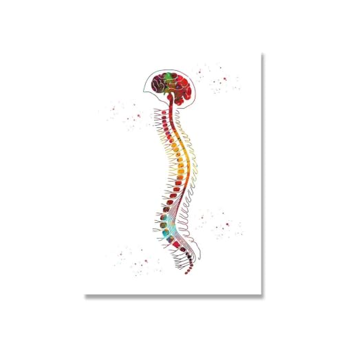 Système de muscles affiche d'anatomie pour cabinet médical - 2