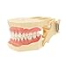 Dentalmall Restorative Typodont Teeth Model Frasaco AG3 Type 32Pcs Removable Teeth (M8014 - Teeth Model)