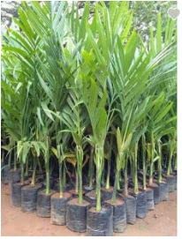 Nature Betel Nut Areca Nut/Supari Palm Plant (Betel Nut Plant 1) (B0B3RX79DV) Amazon Price History, Amazon Price Tracker