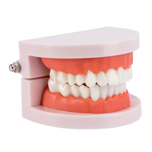 ROSENICE Modelo Dental Herramientas de dientes de enseñanza