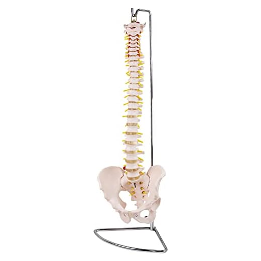 Modelo de anatomía esqueleto columna vertebral de tamaño real Espina vertebral Cuerpo humano Modelo de medicina Modelo esquelético con hernia de disco Modelos de enseñanza MedMod