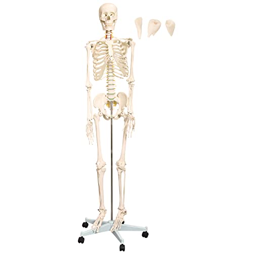 Anatomie Modell Skelett mit Knochen Körper Skeleton Menschliches Mensch Medizin Skelett Lebensgroß 175 cm mit Ständer Anatomy Menschen Lehrmodelle MedMod