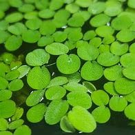 Live Plant Salvinia natans - Water Spangles Floating Plants, for Aquariums & Ponds 20 Grams