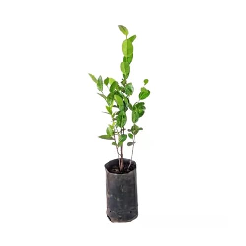 Genérico, Muda de Guabiju 20 a 40cm AMK - Plantas Online