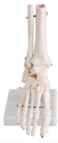 Amazon.co.jp: LifeSize共通モデル、人間の足、1：1つの解剖学的モデル
