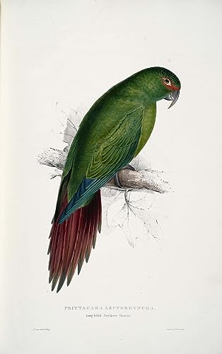 Impresión de alta calidad en lienzo TVLAR de 60x90cm con arte histórico de Edward Lear
