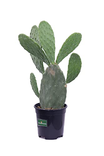 Pianta di Fico D'India Pianta di Opuntia Ficus Indica pianta da esterno pianta da giardino cactus di Fico d'India pianta grassa pianta ornamentale pianta vera venduta da eGarden.store - Image 4