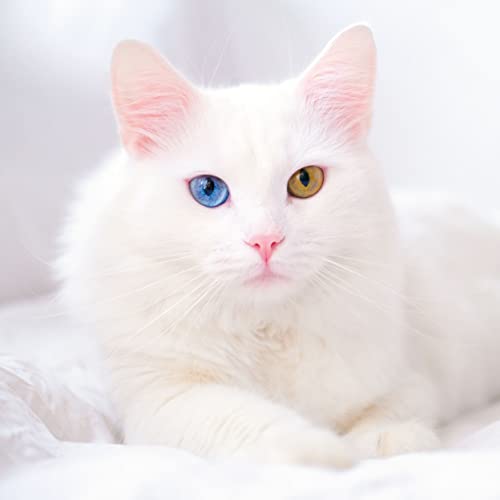 Calendar 2023, Cats Wall Calendar, Monthly Calendar, 16 Month Hanging Calendar Sep 2022 - Dec 2023, 12X12 In. #TOP3