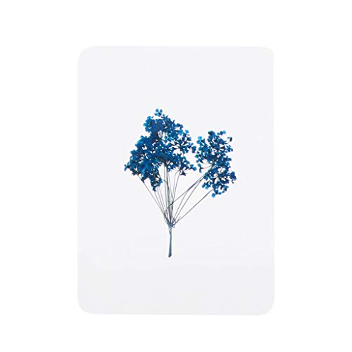 Hojas y flores prensadas secas para manualidades miniatura 6