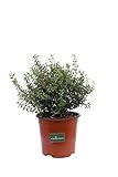 eGarden.store