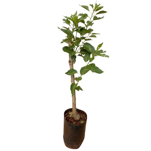 Muda De Cereja De Bolo Para Produzir - Já Enxertada