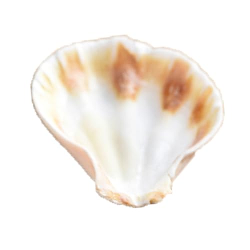 Conchas marinas Yardwe de playa para rellenar jarrones y composiciones acrílicas 4