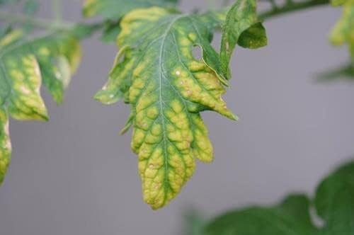 Miniatura 6 de TrueNute - Silicato de potasio en paquetes de 64 onzas, para acuaponía, hidroponía, empapamiento del suelo y aerosol foliar para corregir las