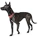 HUNTER DIVO Hundehalsung, Nylon, S, rot/grau