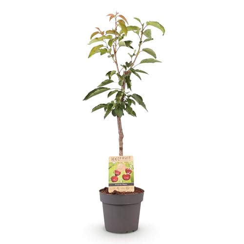 Green boutiQ - Arbre fruitier - Prunus avium Regina - Cerisier - Résistant au froid - Baies Rouge Foncé - 1 Plante - Pot 21cm - Hauteur 90cm