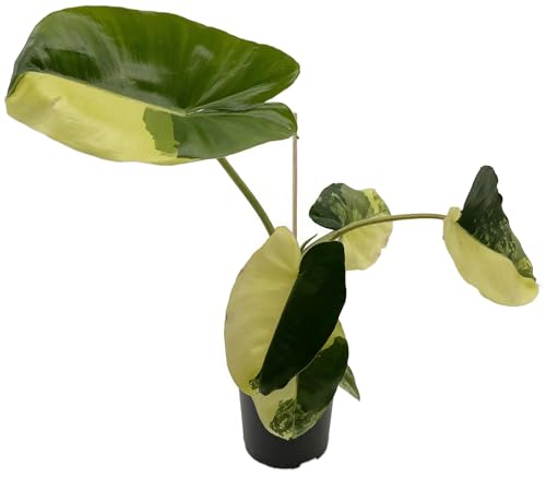 Fangblatt - Philodendron 'Burle Marx' variegata - kletternder Baumfreund im Ø 9 cm Topf - rankende...