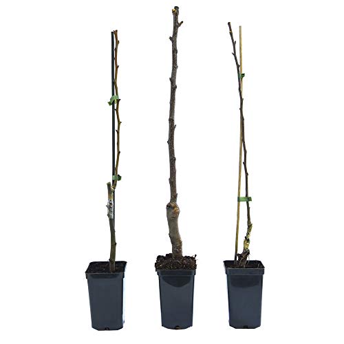 Thompson & Morgan - Árbol de fruta de manzana para jardín, pequeño ...