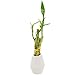 Arcadia Garden Products 5-Stem Lucky Bamboo, Live Indoor Plant in Dimension II Ceramic Planter for Home, Work, or Gift, White. ***Cannot Ship to Hawaii***