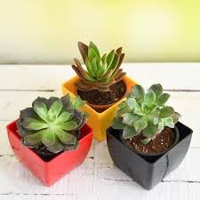 GenericSpringbok Succulents Big 20cm | Beautiful Assortment of Low-Maintenance Indoor Succulents | Vibrant, Hardy Plants for Home & Office Décor