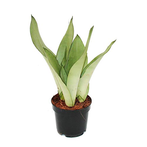 Exotenherz - Sansevieria trifasciata 'Moonshine' - Cáñamo de arco plateado - Maceta de 12 cm - Suculenta
