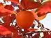 2-3 Year Old Hachiya Persimmon Tree in Grower's Pot, 3 Year Warranty