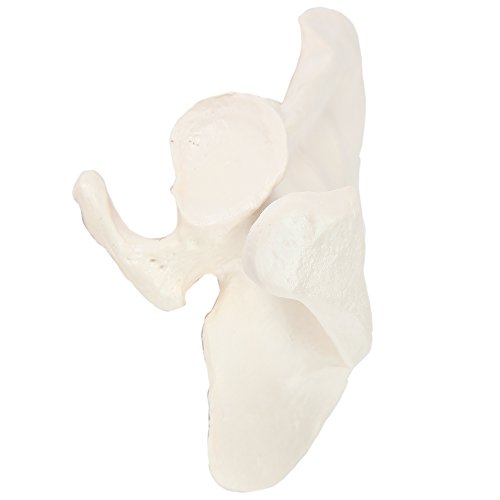 Axis Scientific Shoulder Anatomy Model Of Left Scapula Bone | Shoulder Blade Model Details Skeletal Anatomy Of Scapula | Scapula Model Shows Bony Landmarks And Anatomical Detail #TOP7