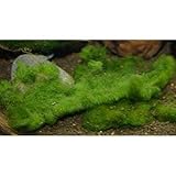 Zierfischtreff.de Algen im Miniteich oder im Aquarium oder im Gartenteich? Die Lösung - das Unterwassergras gegen Algen