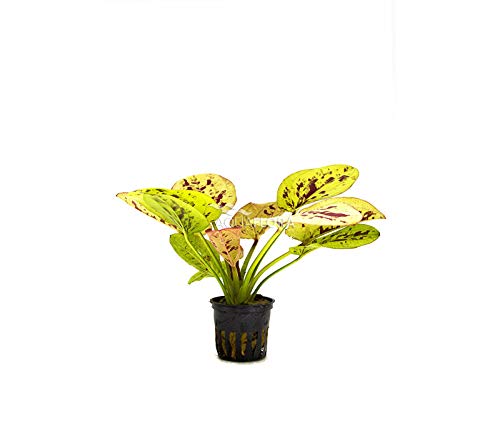 Echinodorus Yellow Sun Lebende Aquariumpflanze