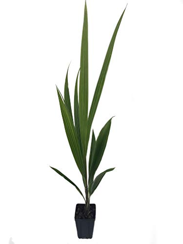 High Plateau Coconut Palm