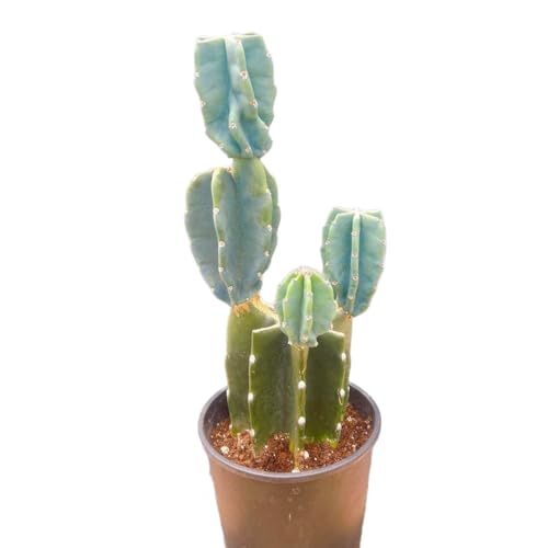 yoshi　同梱価格　柱サボテン　大きめカット苗　10株❗　② 観葉植物 10号 柱サボテン」の人気商品一覧 | 安い商品を通販サイト