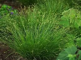 Pixies Gardens Carex Appalachia Sedge, Ornamental Grass Plant, Green, Outdoor,