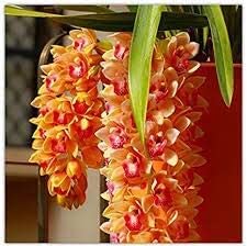 100 Cymbidium Orchid Flower Seeds Orange.