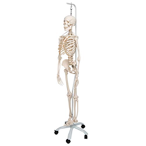 Image of 3B Scientific A15 /3S Physiological skeleton functional skeleton /flexible - 3B Smart Anatomy