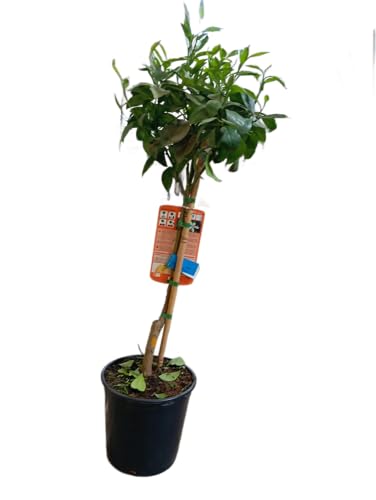 Árbol Frutal de Naranja Planta Natural en Maceta 17cm Perfecta para Exterior