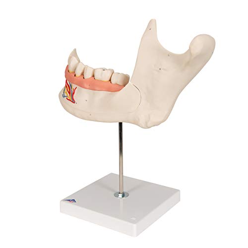 Image of 3B Scientific D25 6 Part Half Lower Jaw Model, 3 Times Full-Size, 13.8 inch x 7.1 inch x 14.2 inch