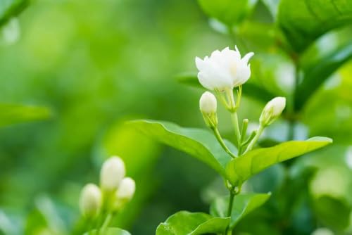 Jasmine Flower Plant Live White Mogra/Jasminum sambac Arabian Jasmine Aromatic Flower Plant For Home Garden with 4'' Black Pot fragrant flower plant