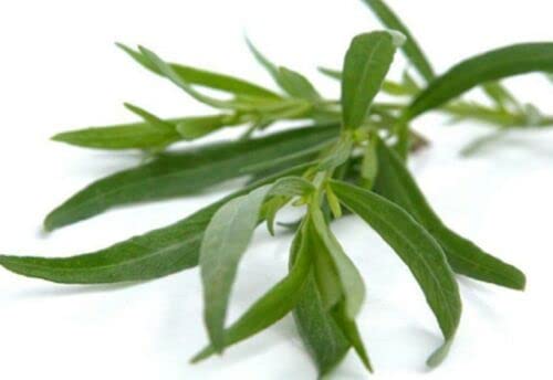 300 Estragonkörner (Artem isia dracunculus dr.) H486 Estragonsamen halbiert