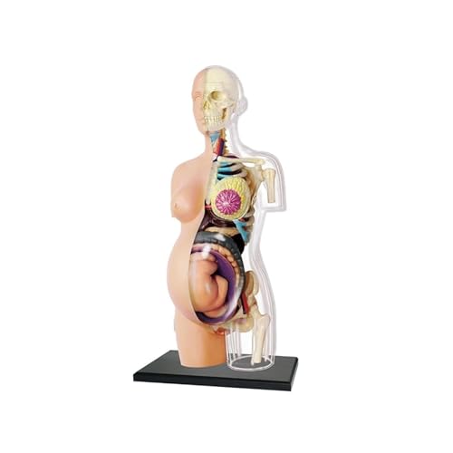 Modèle de torse de grossesse transparent pour cours de biologie et écoles
