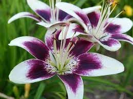 Lily bulbs for all season india (pack of 6) (B0CM8Z5CCN) Amazon Price History, Amazon Price Tracker