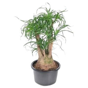 kaktus wolfsmilch Bestelle die dreikantige Wolfsmilch bei BloomboxClub – Bloombox Club DE main image 1