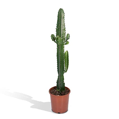 Euphorbia Acrurensis Kaktus 50cm O17 1 main image 0